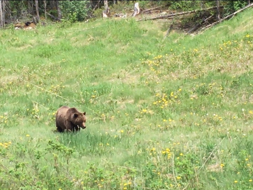 A grizzly bear is standing in the middle of a grassy field.