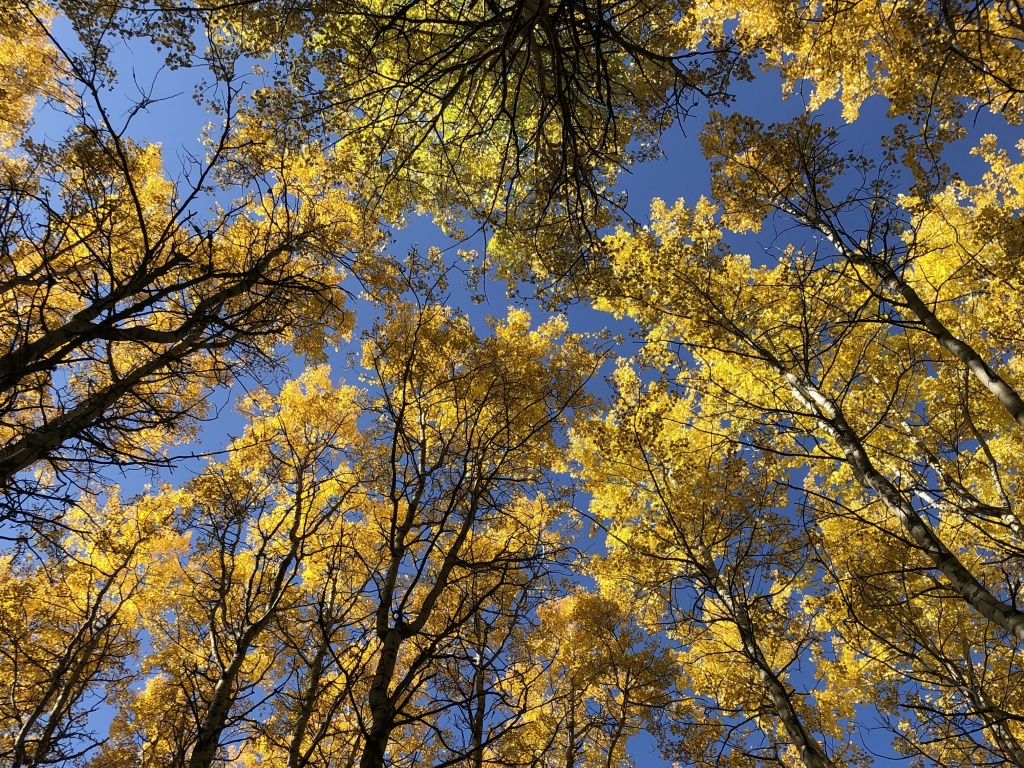 Tops of leafy trees are blocking a blue sky from the perspective of someone standing below them.